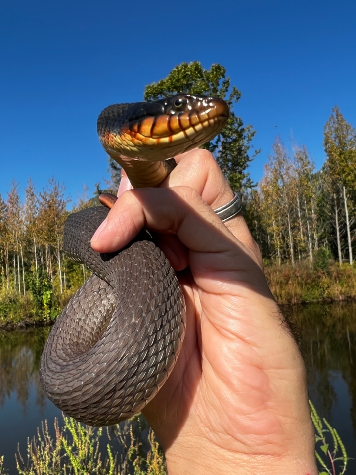 Copperbelly Water Snake